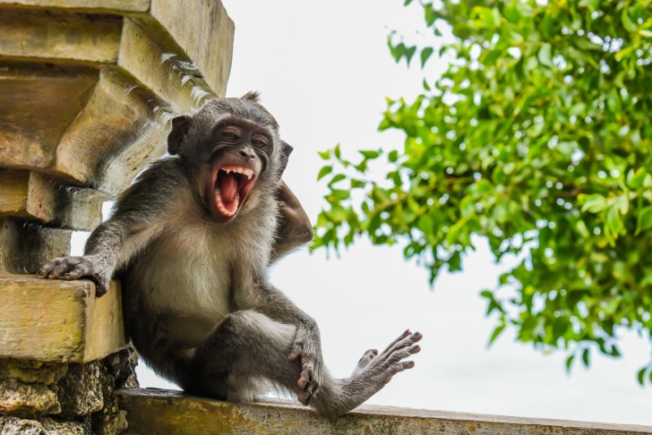 'Macaque striking a pose' © Luis-Martí