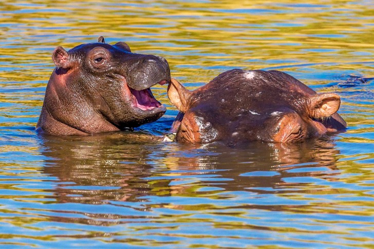 'Laughing Hippo' © Manoj Shah