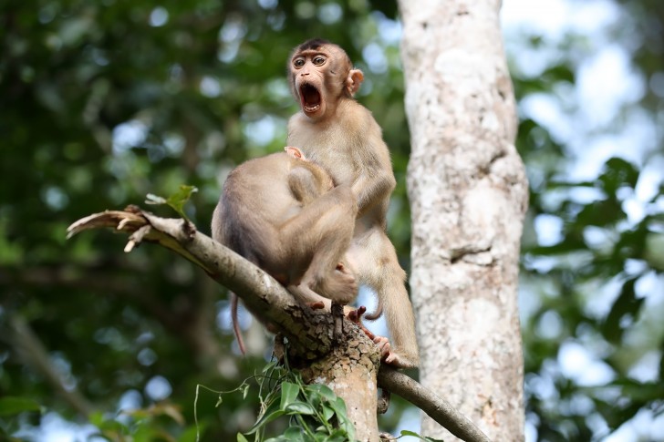 'Monkey Business' © Megan Lorenz