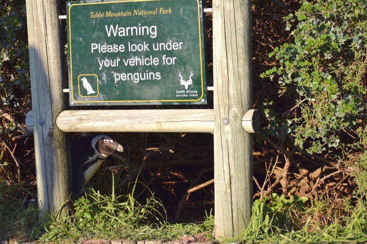 'No Penguins Under Here!' © Pearl Kasparian