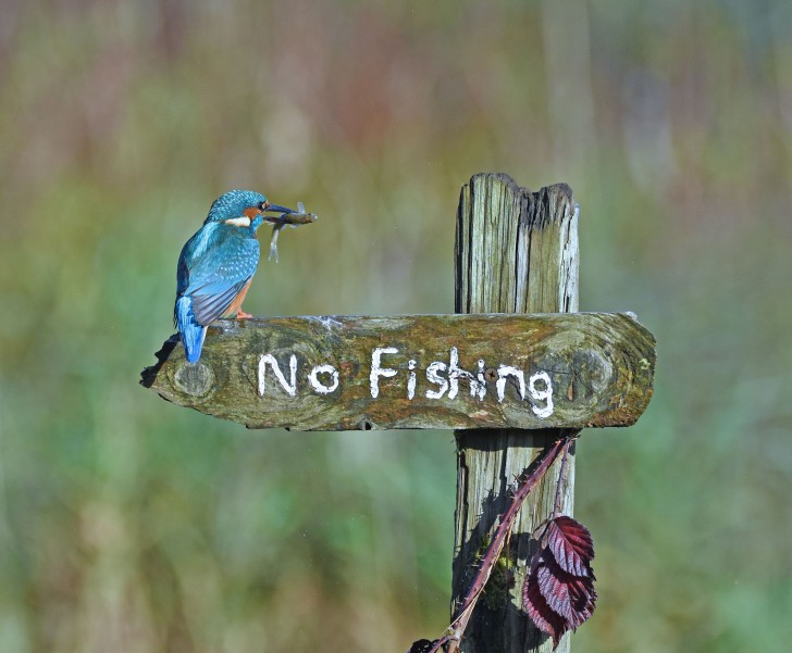 'It's a Mocking Bird' © Sally Lloyd-Jones