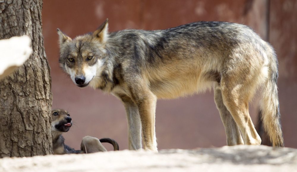Pareja de lobos mexicanos en extinción vivirá en rancho del magnate Ted  Turner