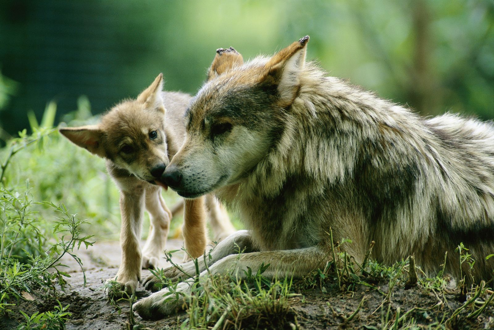 Liberan a lobos mexicanos en peligro de extinción en área silvestre de  Chihuahua