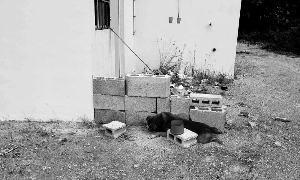 Denuncian otro caso de maltrato animal en Quintana Roo